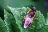 Stratiomys longicornis